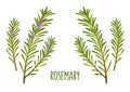 Rosemary sprigs