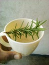 Rosemary tea