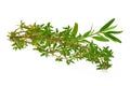 Rosemary, Thyme, fresh herbs isolated on white background Royalty Free Stock Photo