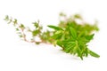 Rosemary, Thyme, fresh herbs isolated on white with blurred background Royalty Free Stock Photo