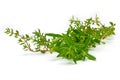 Rosemary, Thyme, fresh herbs on white with blurred background Royalty Free Stock Photo