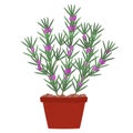 Rosemary tree in pot Royalty Free Stock Photo