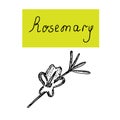 Rosemary twig with a flower, vector illustration, hand drawing