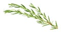 Rosemary twig isolated on white with clipping path Royalty Free Stock Photo