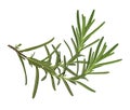 Rosemary twig and leaves isolated on white background with clipping path, close-up, collection Royalty Free Stock Photo
