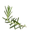 Rosemary twig and leaves isolated on white background with clipping path, close-up, collection Royalty Free Stock Photo