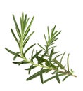 Rosemary twig and leaves isolated on white background with clipping path, close-up, collection Royalty Free Stock Photo