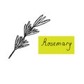 Rosemary twig, vector illustration, hand drawing stile Royalty Free Stock Photo