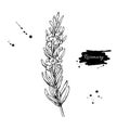 Rosemary vector drawing. Hand drawn blooming herb sketch. Engrav