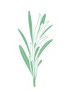 Rosemary. Vector