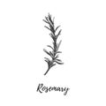 Rosemary vector illustration. Herbs and spices