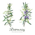 Rosemary. Vector watercolor illustration. Royalty Free Stock Photo