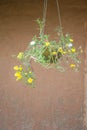 Rosemoss flower in hanging pot Royalty Free Stock Photo