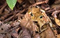 Rosenberg`s treefrog, or Gladiator treefrog Hypsiboas rosenbergi Royalty Free Stock Photo