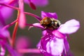 Beetle on a pink fireweed flower. Close-up in summer Royalty Free Stock Photo