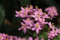 `Rosepink` flowers - Sabbatia Angularis Royalty Free Stock Photo