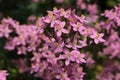 `Rosepink` flowers - Sabbatia Angularis