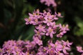 `Rosepink` flowers - Sabbatia Angularis