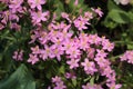 `Rosepink` flowers - Sabbatia Angularis