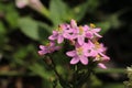 `Rosepink` flowers - Sabbatia Angularis