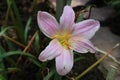 `Rosepink Zephyr Lily` flower - Zephyranthes Grandiflora Royalty Free Stock Photo