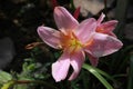 `Rosepink Zephyr Lily` flower - Zephyranthes Grandiflora Royalty Free Stock Photo