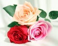 Roses Royalty Free Stock Photo