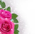 Roses Royalty Free Stock Photo