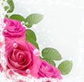 Roses Royalty Free Stock Photo