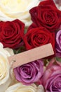 Roses Royalty Free Stock Photo