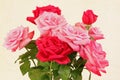 Roses Royalty Free Stock Photo