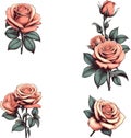 Roses, Roses Watercolor, Roses Vector Illustration 4 Pictures per Set Royalty Free Stock Photo