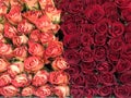 Roses