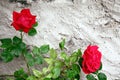 Roses Royalty Free Stock Photo
