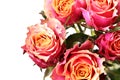 Roses Royalty Free Stock Photo