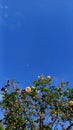 roses against a blue sky background