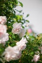 Gently pink roses against blue sky. Rose Garden in the Prague Royalty Free Stock Photo