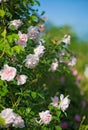 Gently pink roses against blue sky. Rose Garden in the Prague Royalty Free Stock Photo