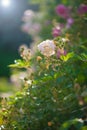 Gently pink roses against blue sky. Rose Garden in the Prague Royalty Free Stock Photo