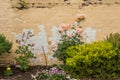 Roses against a brick wall in Tasmania, Australia Royalty Free Stock Photo