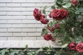 Roses against wall with copy space Royalty Free Stock Photo