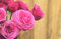 Roses against a wood wall background Royalty Free Stock Photo