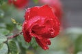 The rain paints with moisture, the red roses of spring