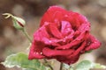 Roses appreciate the spring rains to cool off and enhance the colors and beauty of nature. red roses reflect light through the wat Royalty Free Stock Photo