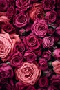 Roses background