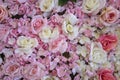 Roses background Royalty Free Stock Photo