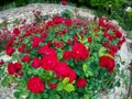 Roses at Balchik Dvoretsa Palace and Park, Bulgaria Royalty Free Stock Photo