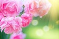 Roses. Beautiful pinkg rose blooming in summer garden. Pink Roses flowers growing outdoors Royalty Free Stock Photo