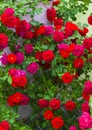 Roses. beautiful red rose Bush red roses. bouquet of red roses Royalty Free Stock Photo