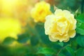 Roses. Beautiful yellow climbing rose blooming in summer garden. Yellow Roses flowers growing outdoors Royalty Free Stock Photo